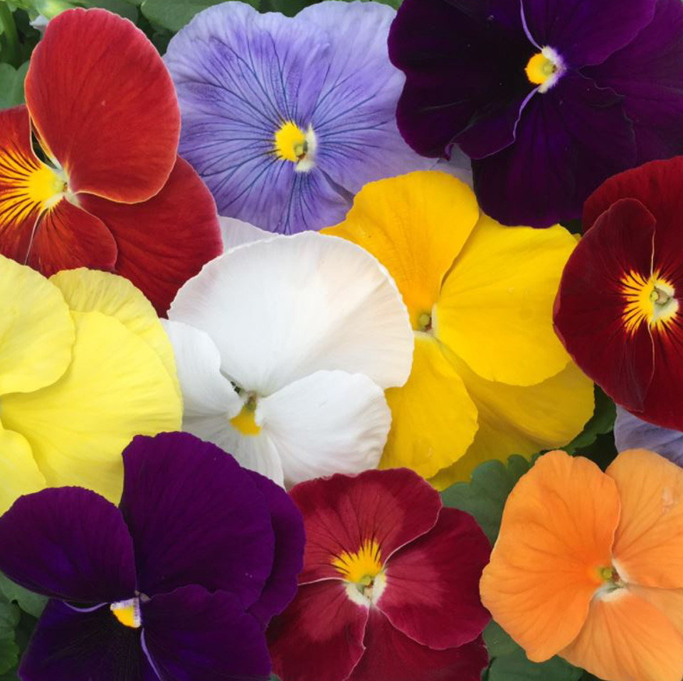 Pansy